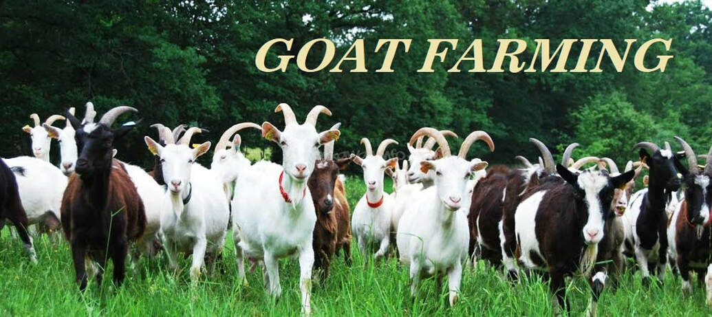 Goat Farming